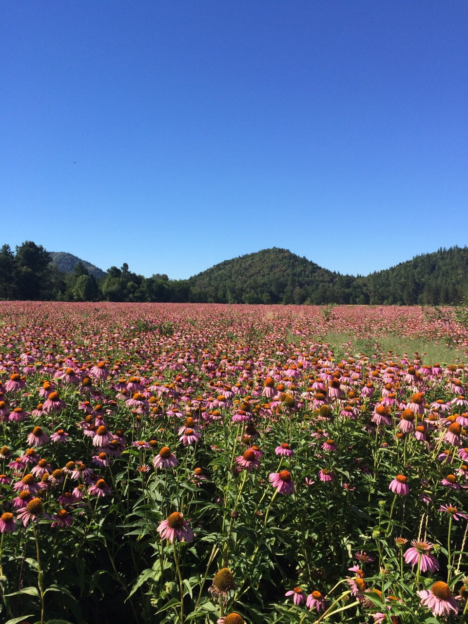紫錐花PK抗流感? Rosemary Garden 迷迭香花園