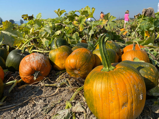 Thanksgiving Pumpkin Pie: A Healthy Spice Up  Delight for Holiday Season !