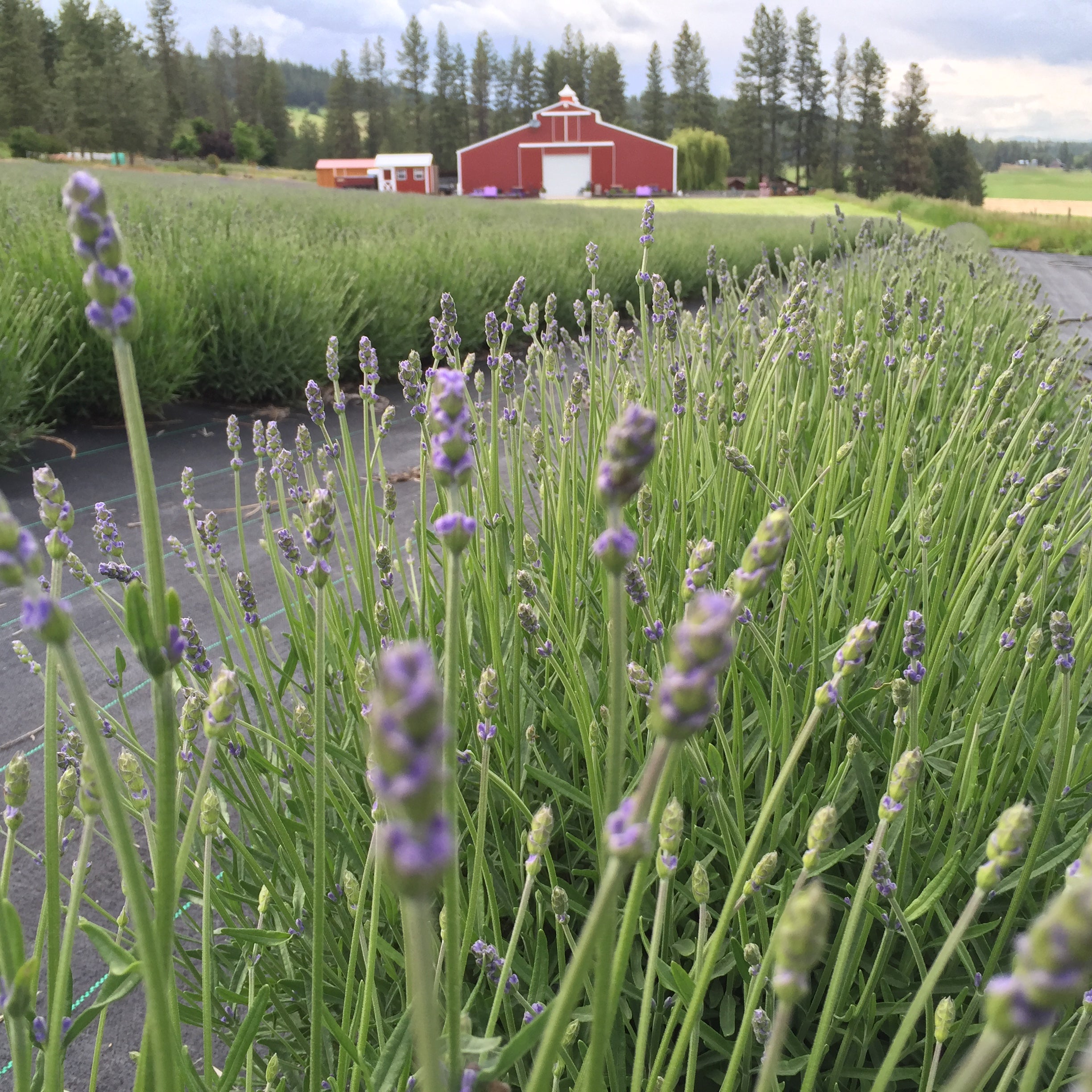 rosemary garden organic herbs and aromatherapy rosemary garden organic herbs and aromatherapy