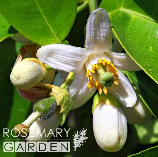 Organic Neroli essential oil