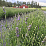rosemary garden organic herbs and aromatherapy