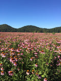 Organic  Echinacea purpurea leaf and flower c/s 美國迷迭香花園有機紫錐花葉