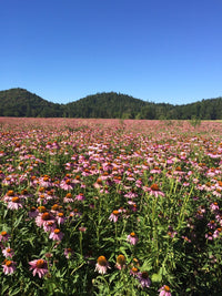 Organic  Echinacea purpurea leaf and flower c/s 美國迷迭香花園有機紫錐花葉