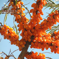 CO2 Wildcraft Sea Buckthorn, Rosemary Garden 沙棘果精油