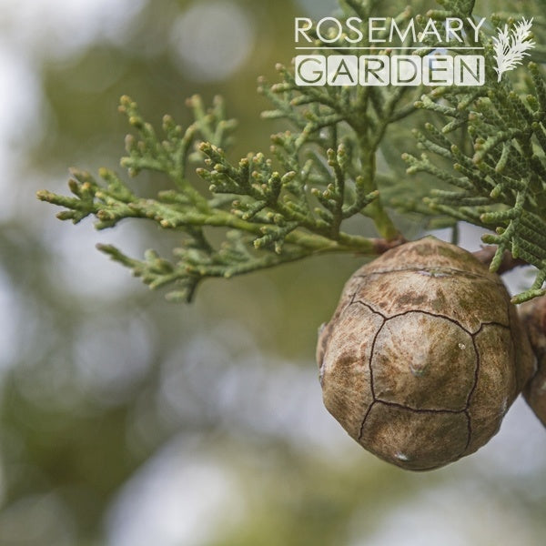 Wildcrast Cypress essential oil