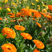 Organic Calendula Infused Oil Rosemary Garden,美國迷迭香花園有機金盞花浸泡油