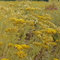 Organic Helichrysum Italicum Hydrosol, Ecocert certification, 有機義大利永久花純露花水