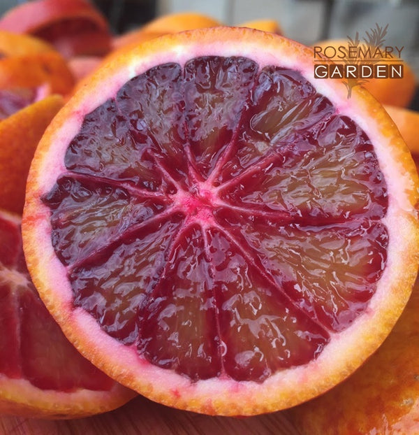 Organic Blood Orange hydrosol  Rosemary Garden美國迷迭香花園血橙純露