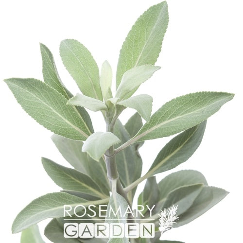 Organic White Sage Hydrosol 有機能量銅器白色鼠尾草純露化妝水