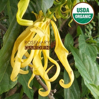 Organic Ylang Ylang II essential oil, 有機伊蘭伊蘭精油
