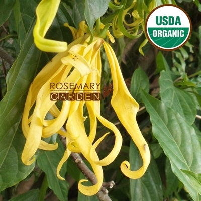 Organic Ylang Ylang II essential oil